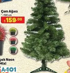ÇAM AĞACI ÇAM AĞACI